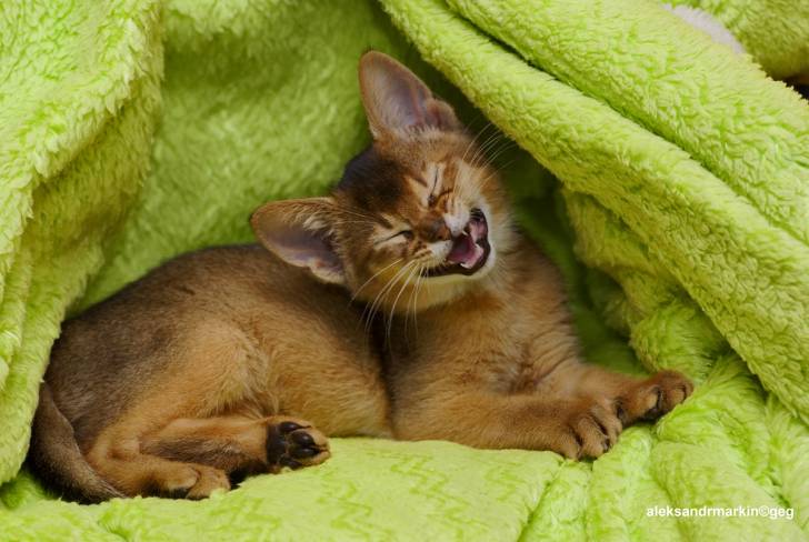 Un chaton Abyssin miaule assis sur une couverture verte