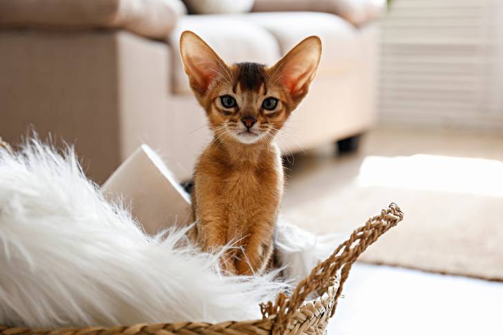 Un chaton Abyssin assis dans un panier avec les oreilles dressées 