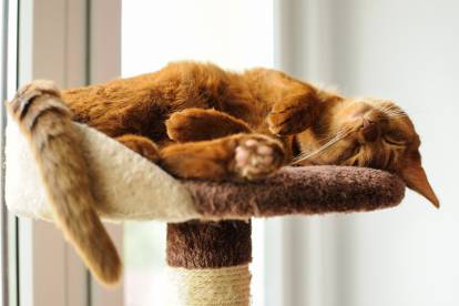 Un Abyssin dort allongé sur un arbre à chat