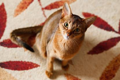 Un Abyssin assis sur un tapis