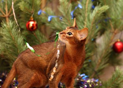 Abyssin jouant avec les guirlandes de Noël