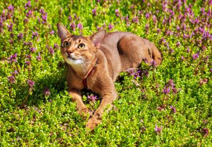 Un bel Abyssin allongé dans un champ de fleurs violettes