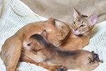 Une chatte Abyssin allaite son petit sur un lit