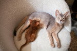 Une chatte Abyssin en train d'allaiter son chaton