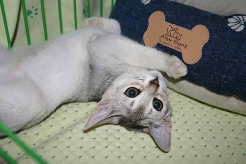 Expo Montpellier - Abyssin Femelle