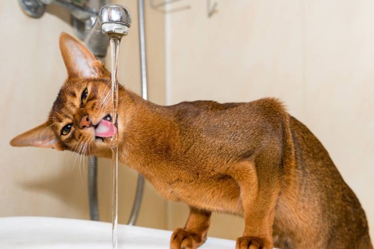 10 Races De Chats Qui Aiment L Eau