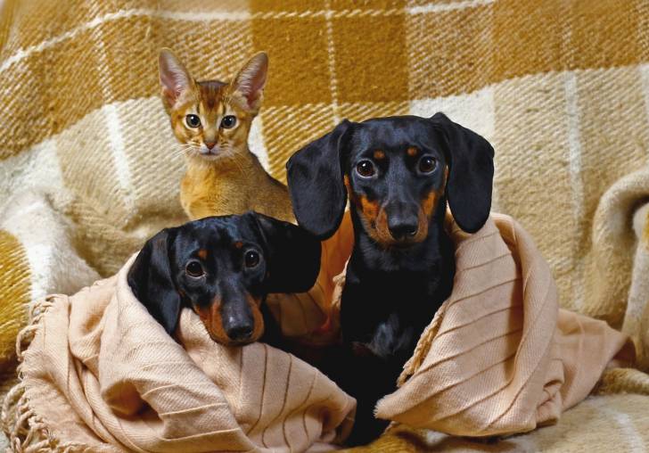 Un Abyssin assis à coté de deux chiens bicolore