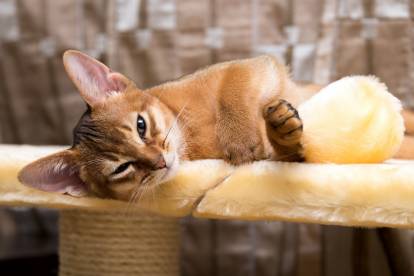 Un Abyssin allongé sur un arbre à chat