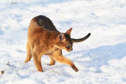 Un Abyssin qui marche dans la neige