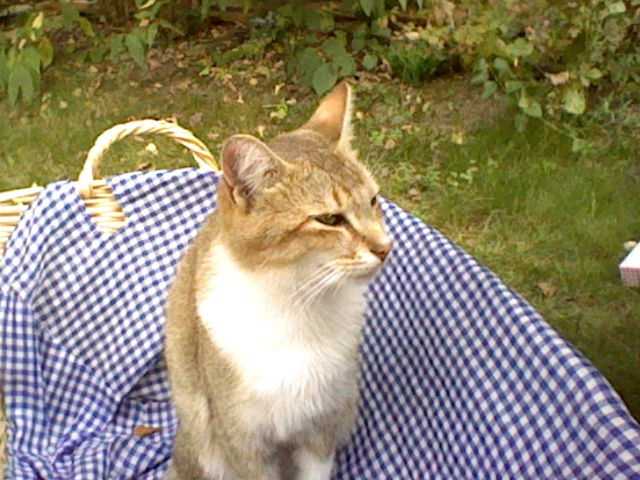 Nougat - Abyssin Mâle