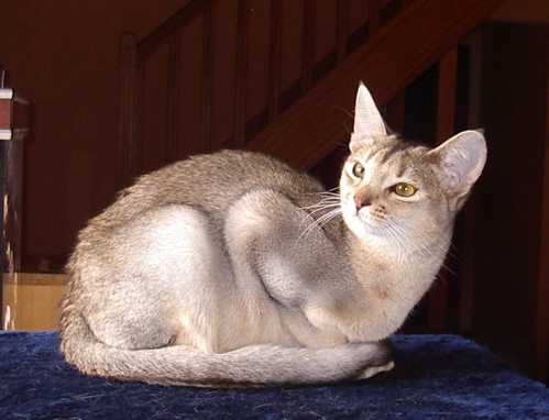 Asy Suri'Cat - Abyssin