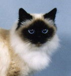 Izzy - Sacré de Birmanie (4 ans)