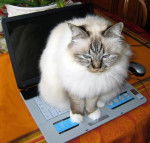 Quirindi / sacré de Birmanie - Sacré de Birmanie