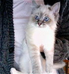 Ernest, Sacré de Birmanie, 4 mois - Sacré de Birmanie (4 mois)