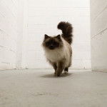 Le Sacré de Birmanie - Sacré de Birmanie