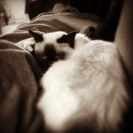 Le Birman - Sacré de Birmanie