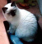 Sacre de Birmanie seal point - Sacré de Birmanie