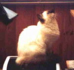 Sacre de Birmanie seal point - Sacré de Birmanie