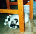 Sacre de Birmanie seal point - Sacré de Birmanie