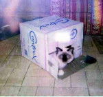 Sacre de Birmanie seal point - Sacré de Birmanie