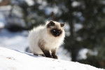 Un Sacré de Birmanie assis sur la neige en pleine forêt