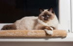 Un Sacré de Birmanie couché sur l'appui de fenêtre