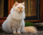 Un beau Birman red point