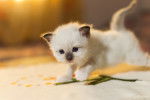 Un chaton Sacré de Birmanie