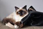 Un Sacré de Birmanie allongé sur un sac à main