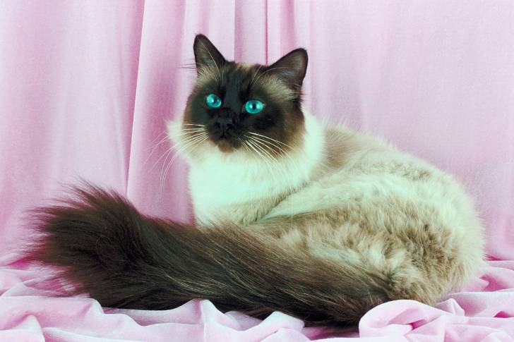 Photo Sacré de Birmanie