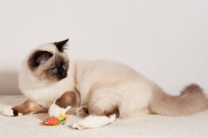 Un Sacré de Birmanie allongé par terre sur un tapis blanc