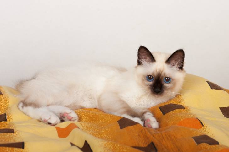 Photo Sacré de Birmanie