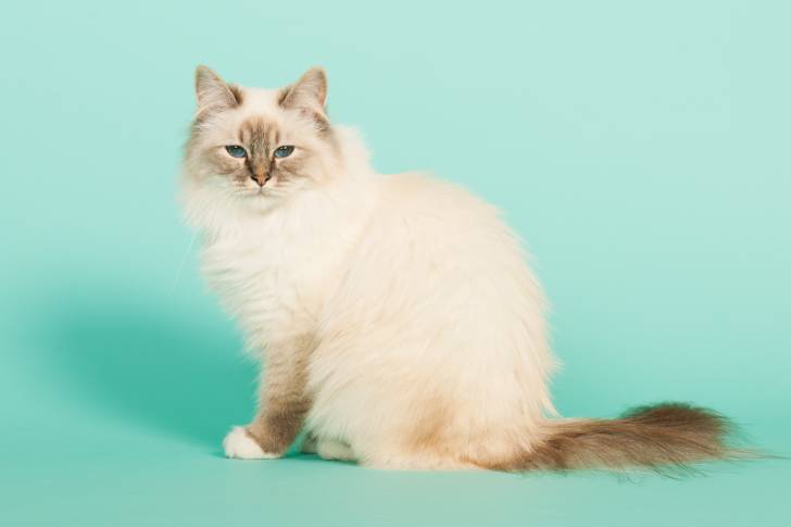 Photo Sacré de Birmanie