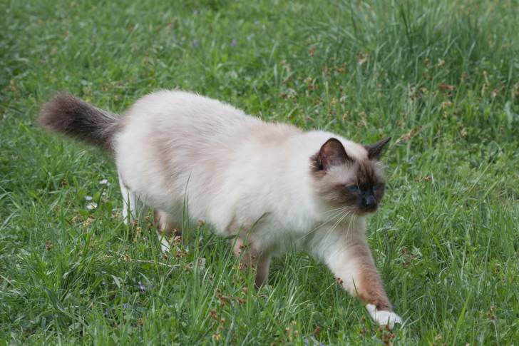 Photo Sacré de Birmanie