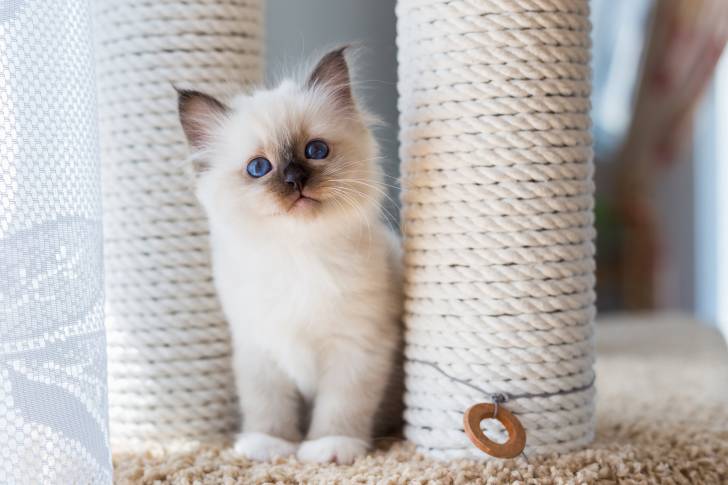 Un Sacré de Birmanie sur un arbre à chat