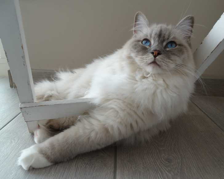 Un Sacré de Birmanie enjambant les pieds d'un meuble