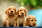 Des chiots Cocker Anglais 