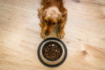 Un Cocker Anglais allongé devant une gamelle de croquettes