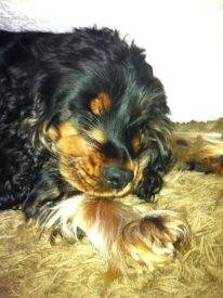 Mon chien - Cocker Anglais Mâle (3 ans)