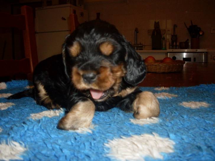 Mon Bébé - Cocker Anglais Mâle (2 mois)