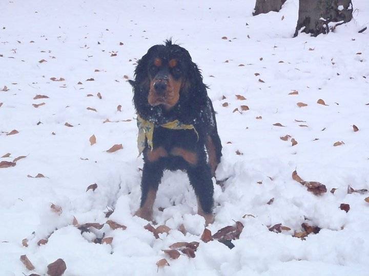 Ballade en hiver - Cocker Anglais Mâle (2 ans)