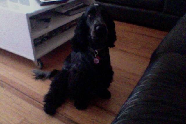 Zola - Cocker Anglais (11 mois)