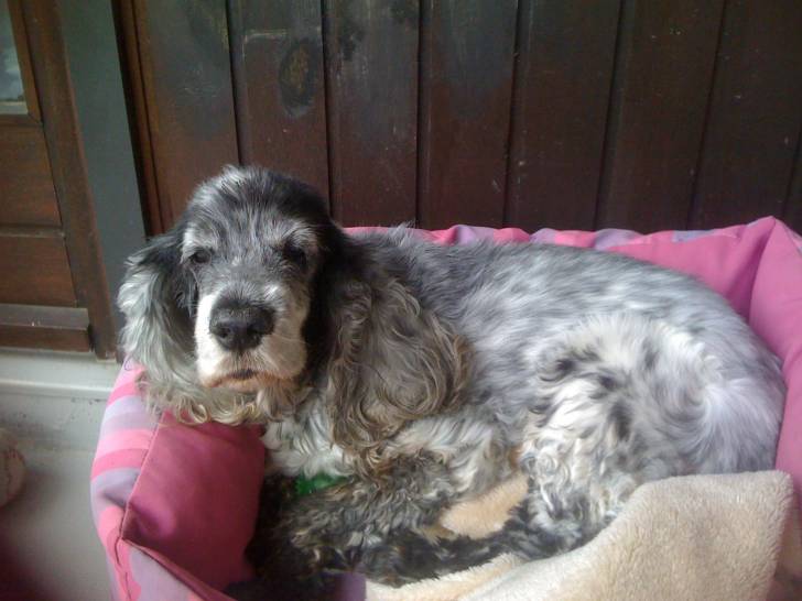 Ulka - Cocker Anglais (12 ans)