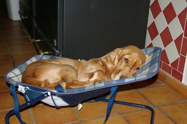 pluto cocker anglais 8 ans - Cocker Anglais (8 ans)