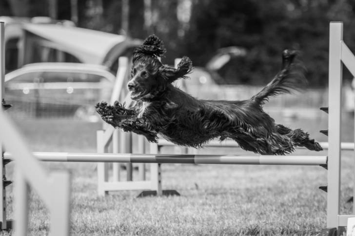 Bandit - Cocker Anglais Mâle (2 ans)