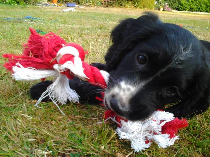 Bandit - Cocker Anglais Mâle (2 mois)