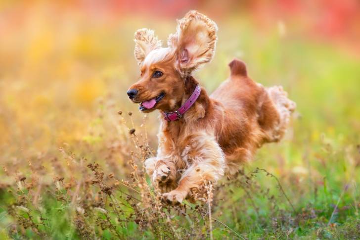 Un Cocker Anglais  en train de bondir dans l'herbe