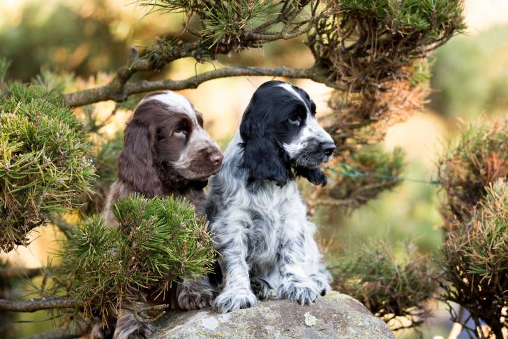 Deux Cocker Anglais assis en forêt