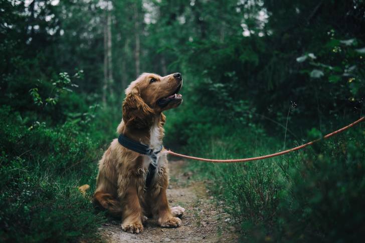 Un Cocker Anglais  tenu en laisse au milieu d'un sentier