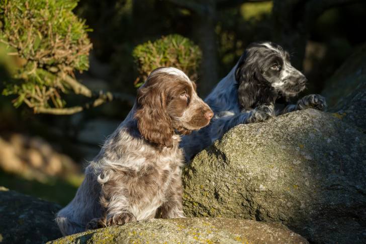 Photo Cocker Anglais